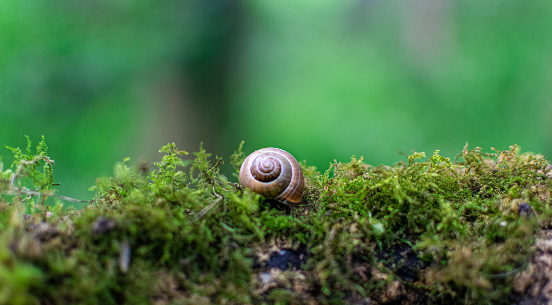 Snail In Middle Earth