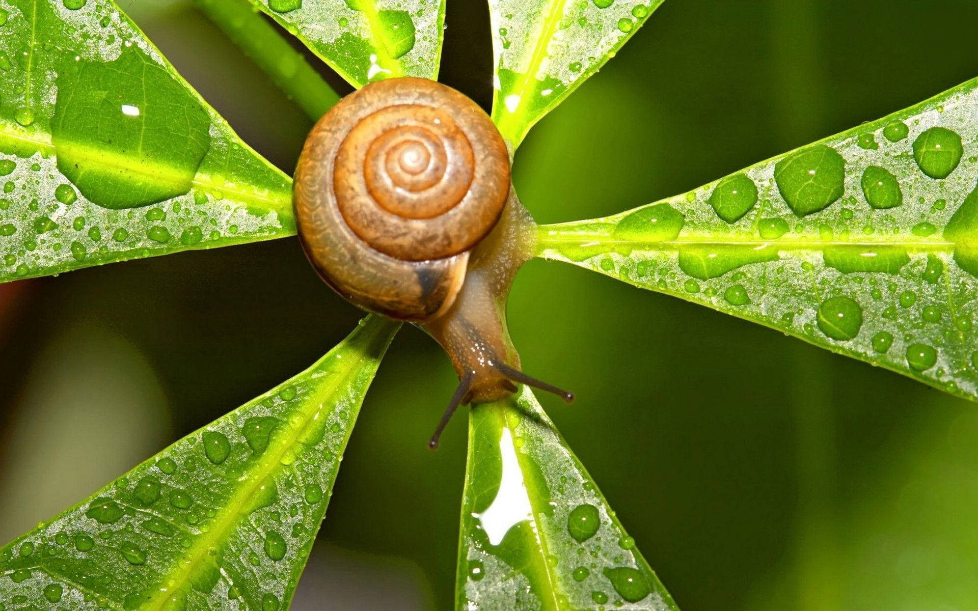 Snail Leaf Raindrops Background