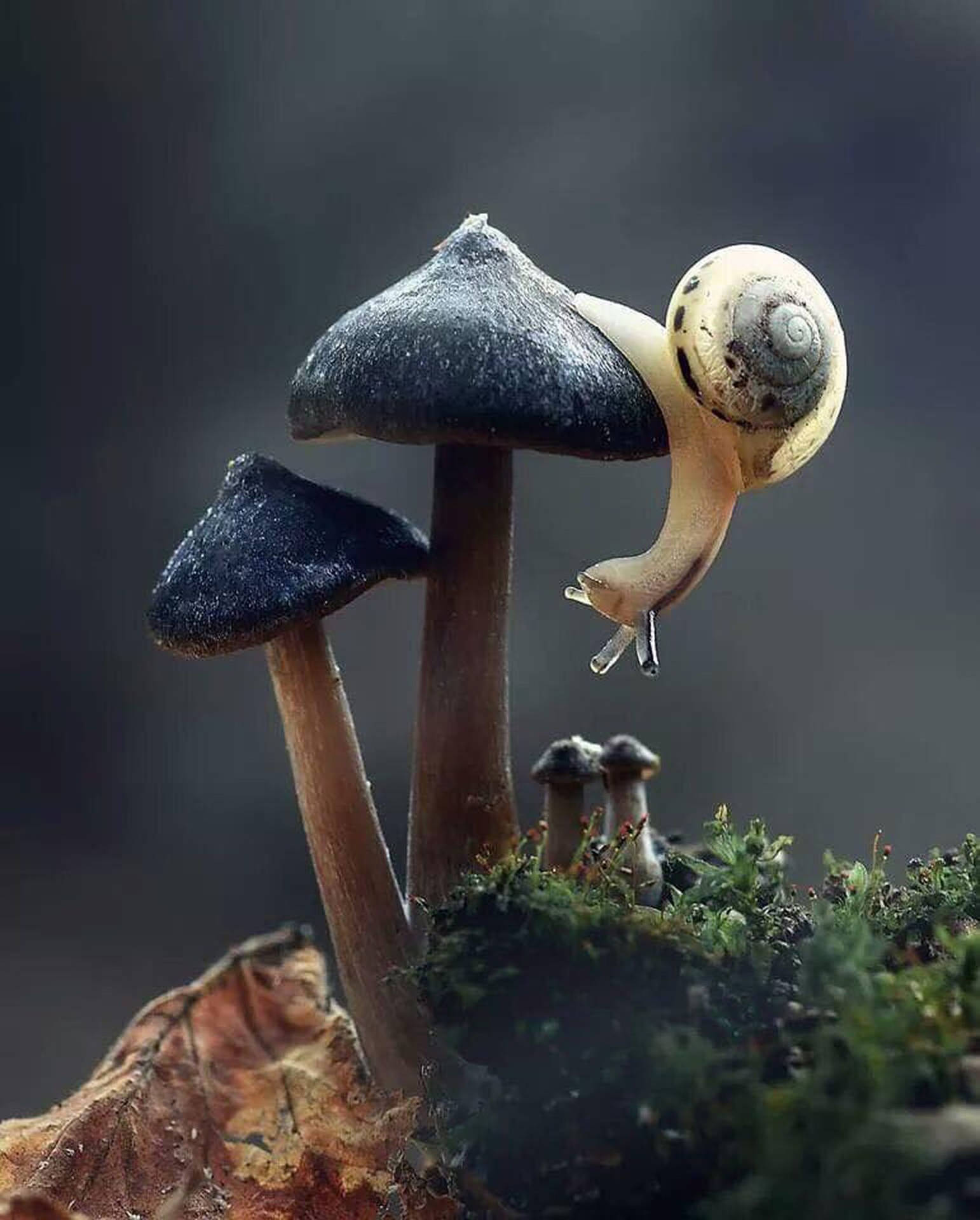 Snail Mushroom Aesthetic Background