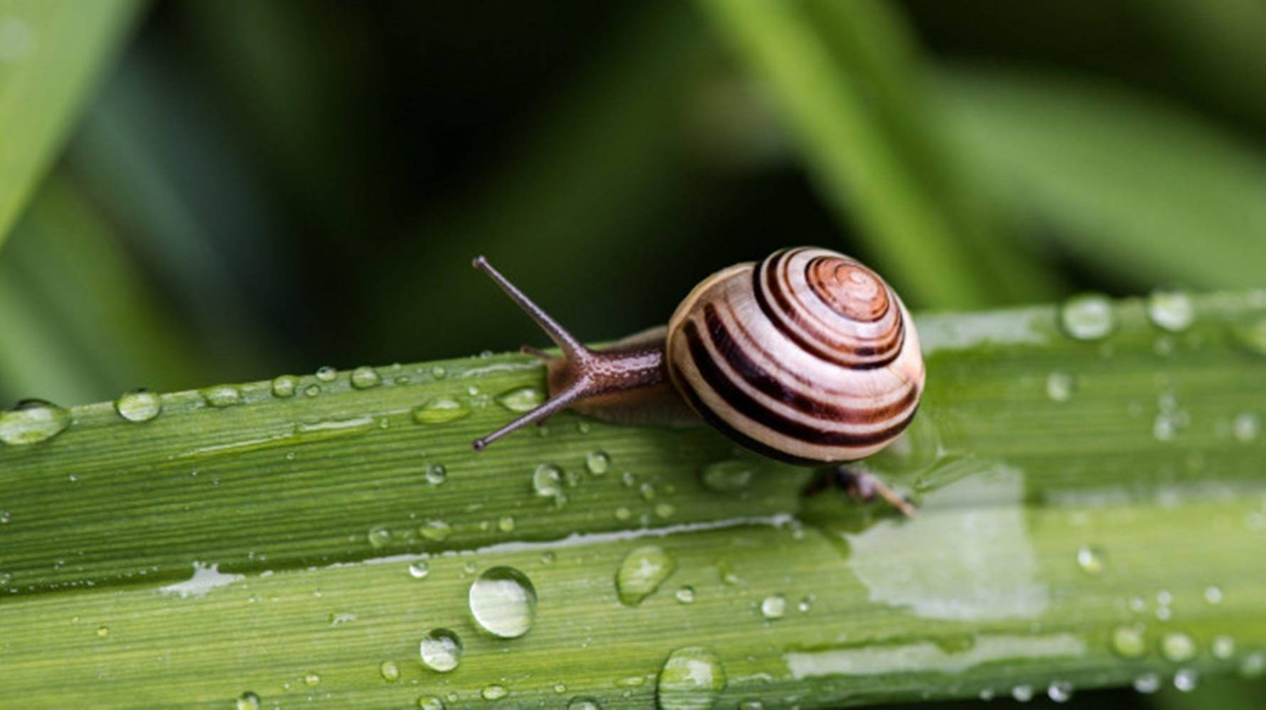 Snail On Dark Green Leaf Background