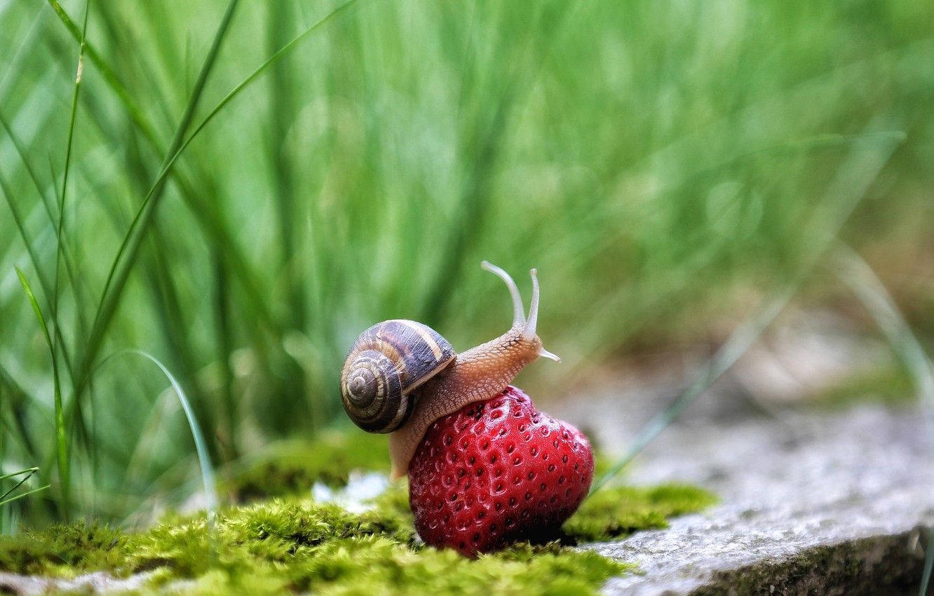 Snail On Strawberry Background