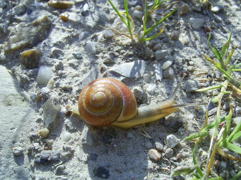 Snail On The Ground Background