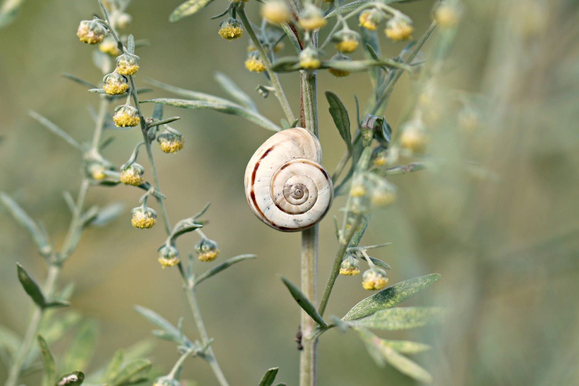 Snail Plant Aesthetic Background