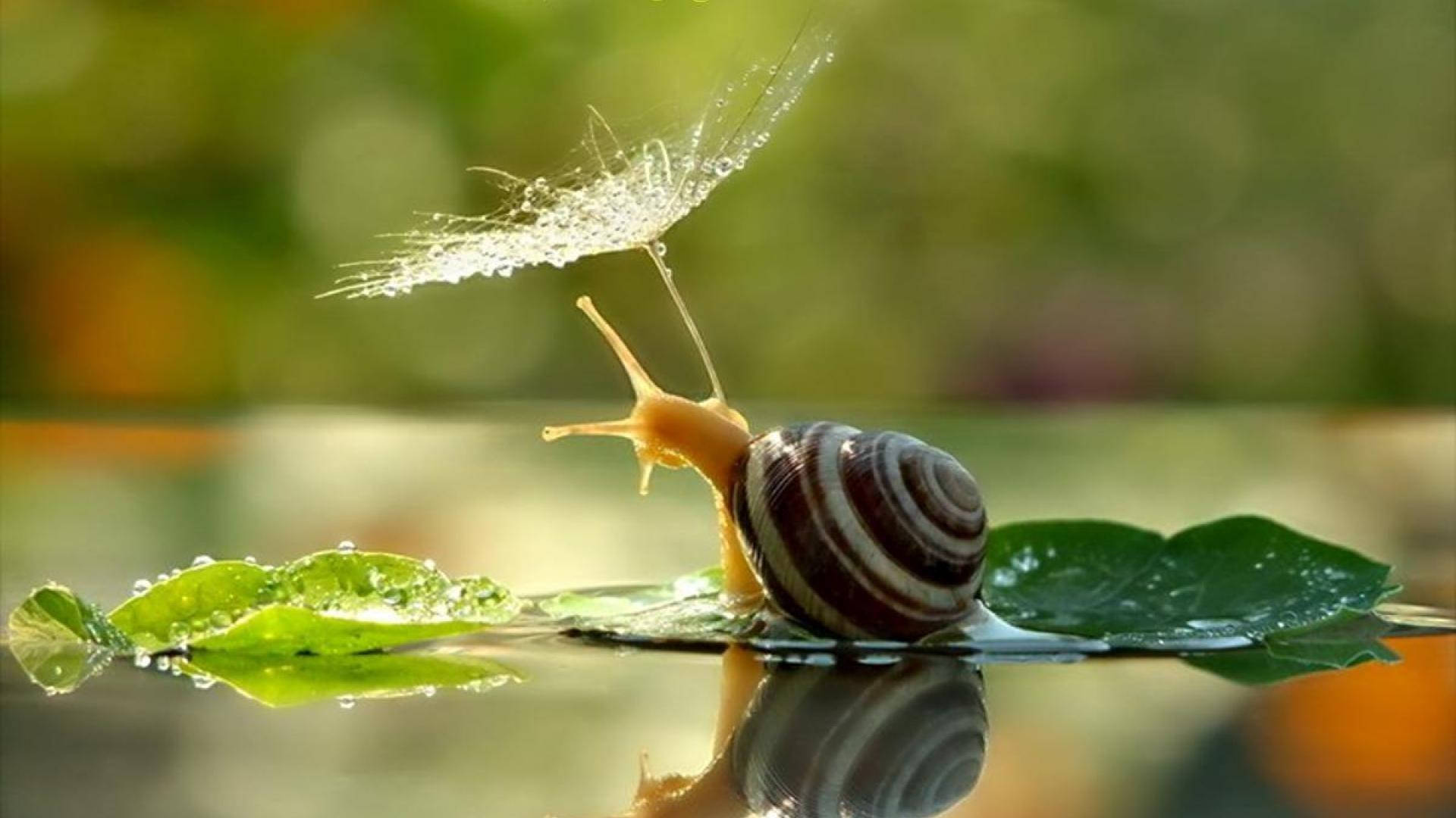 Snail Pond Flower Background