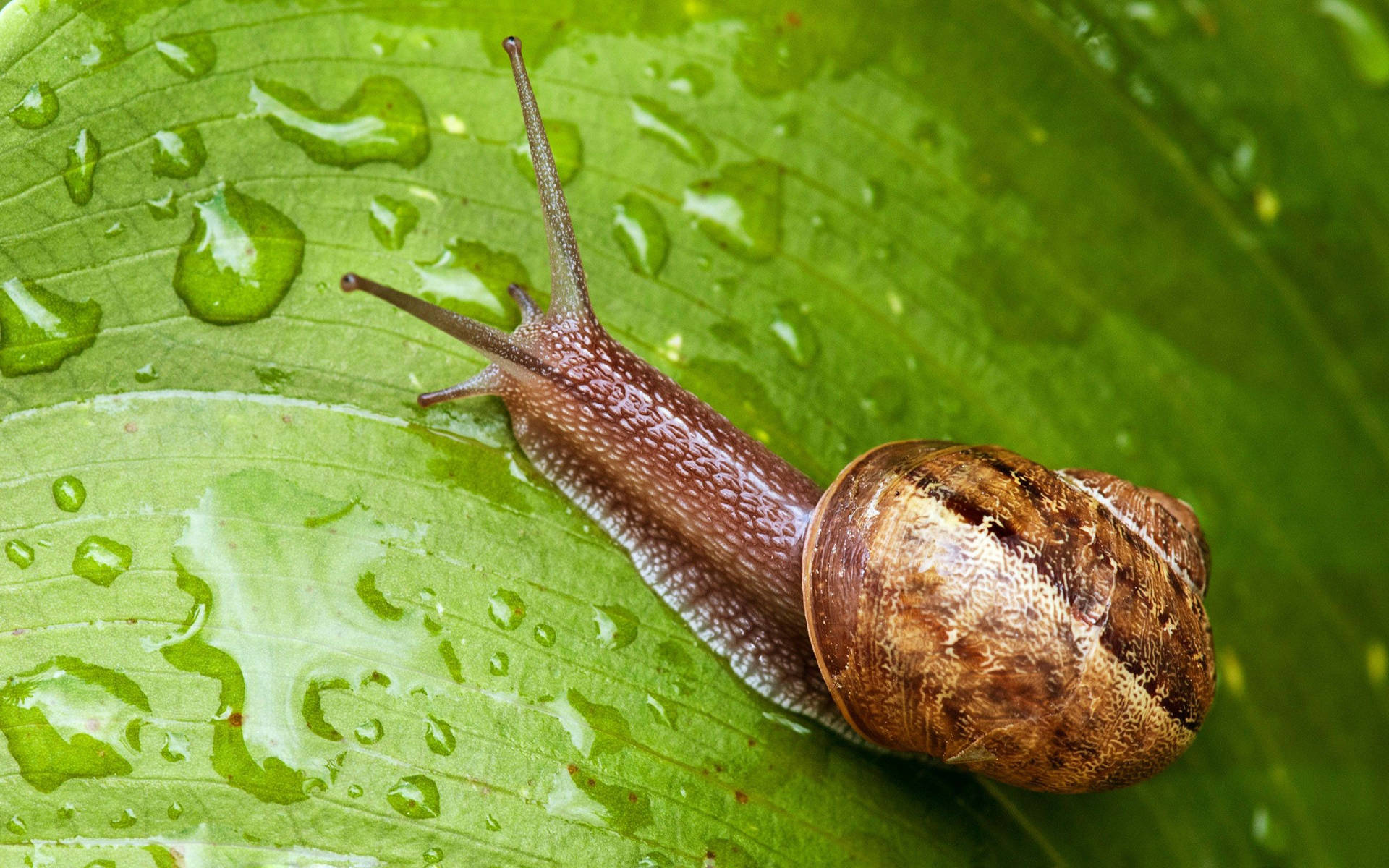 Snail Rain Leaf Background