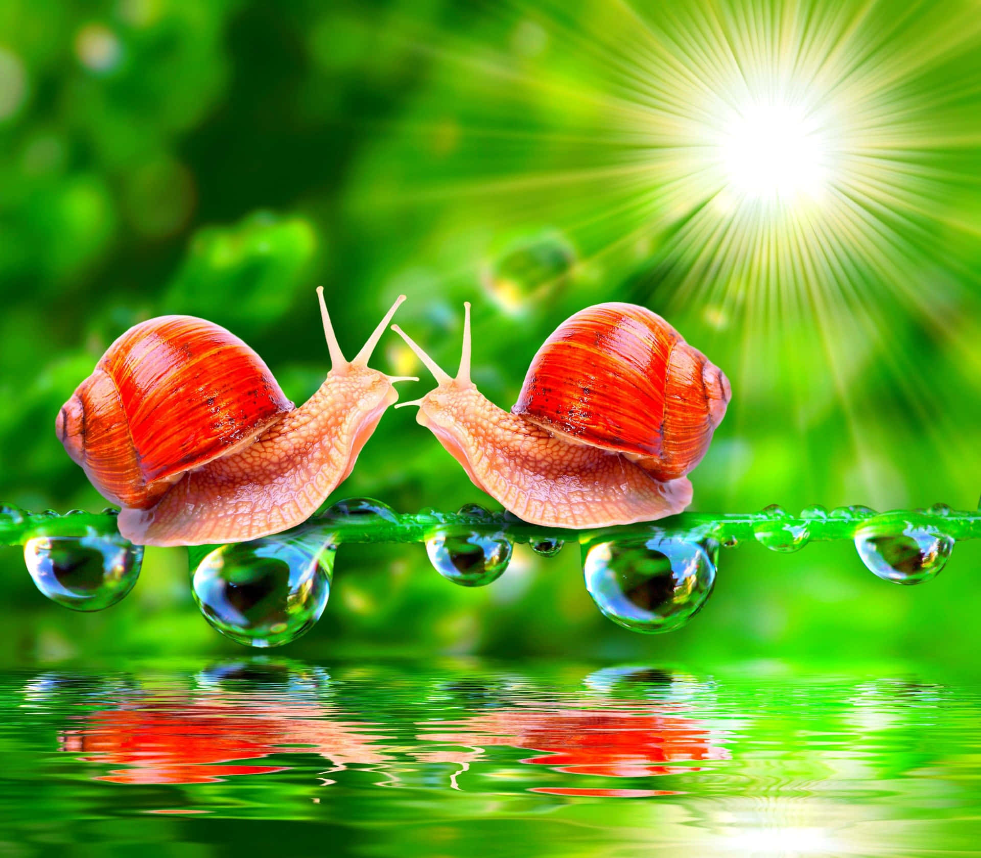 Snail Spring Dual Screen