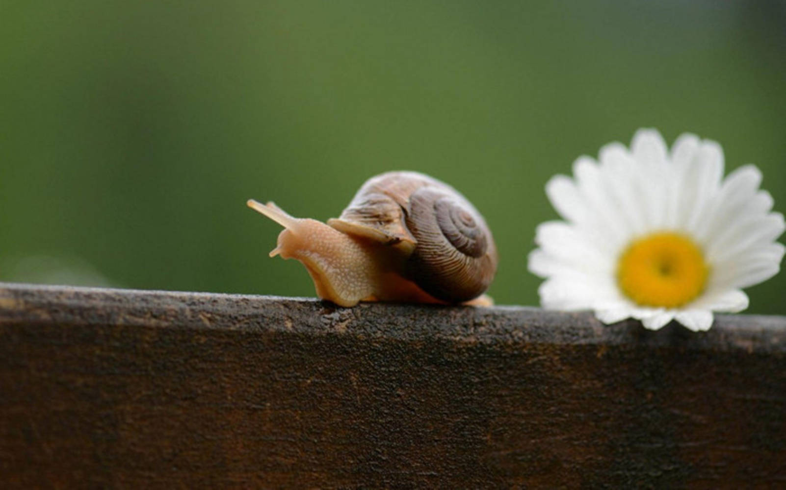 Snail White Flower Background