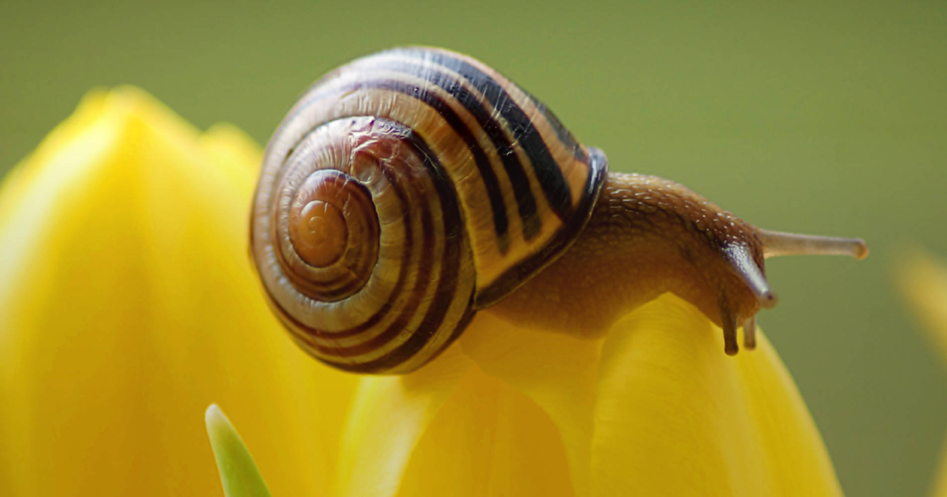 Snails Yellow Flower Background