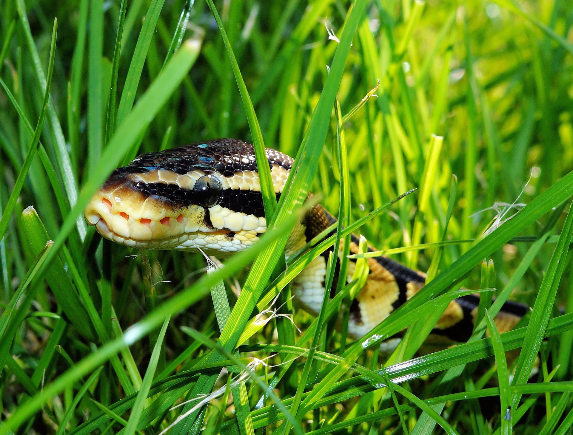 Snake Hiding In Grass Background