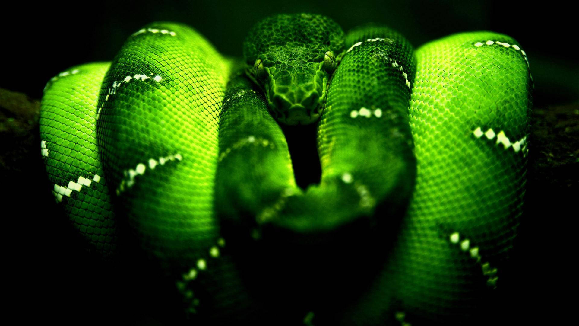 Snake Neon Green Aesthetic Background