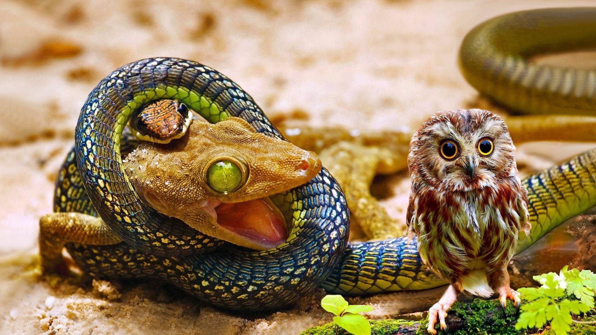Snake Targeting Baby Owl Background