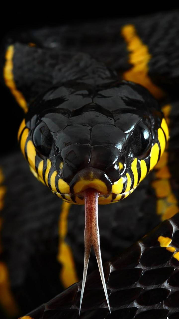 Snake Yellow Hd Iphone Background