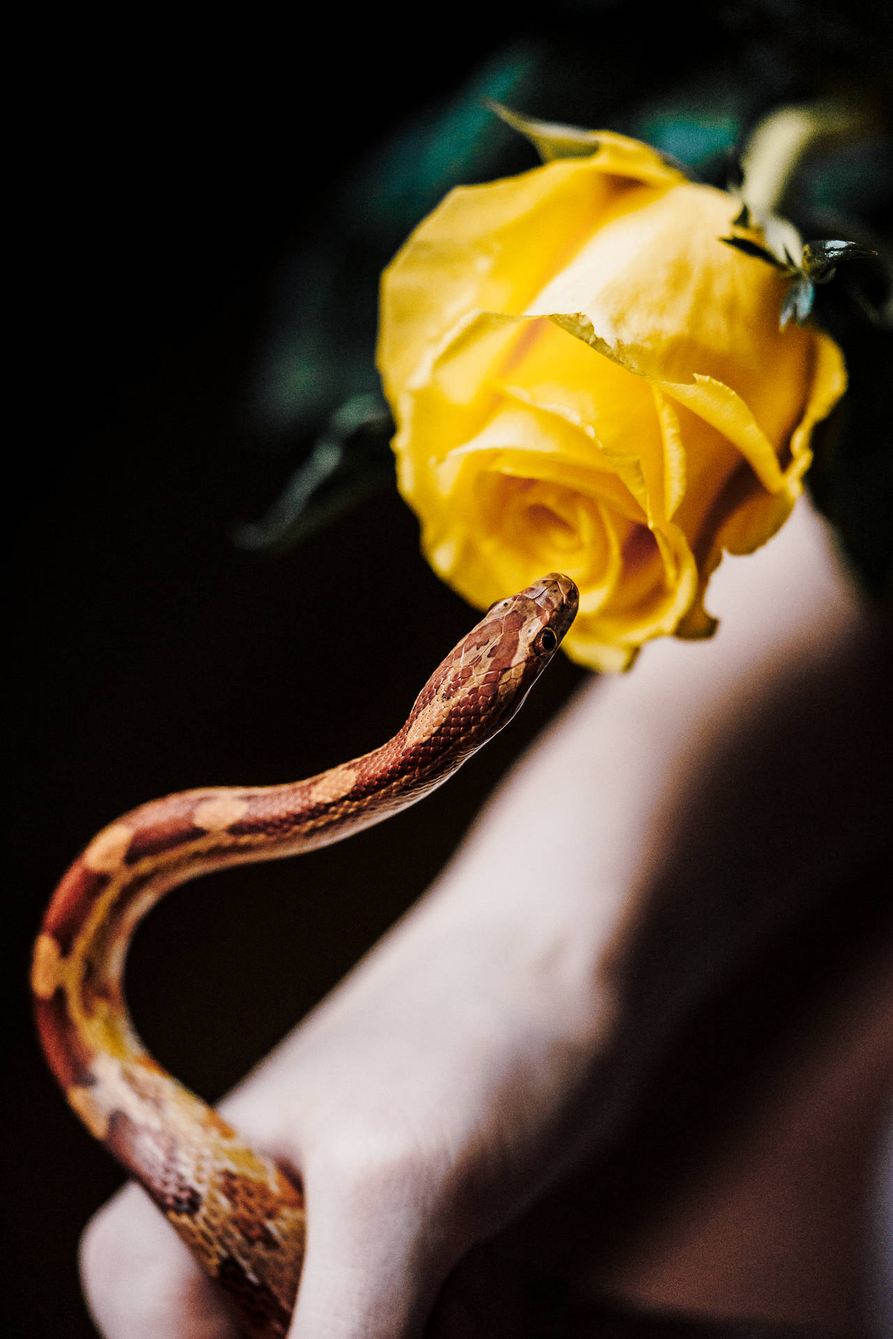 Snake Yellow Rose Awesome Animal Background