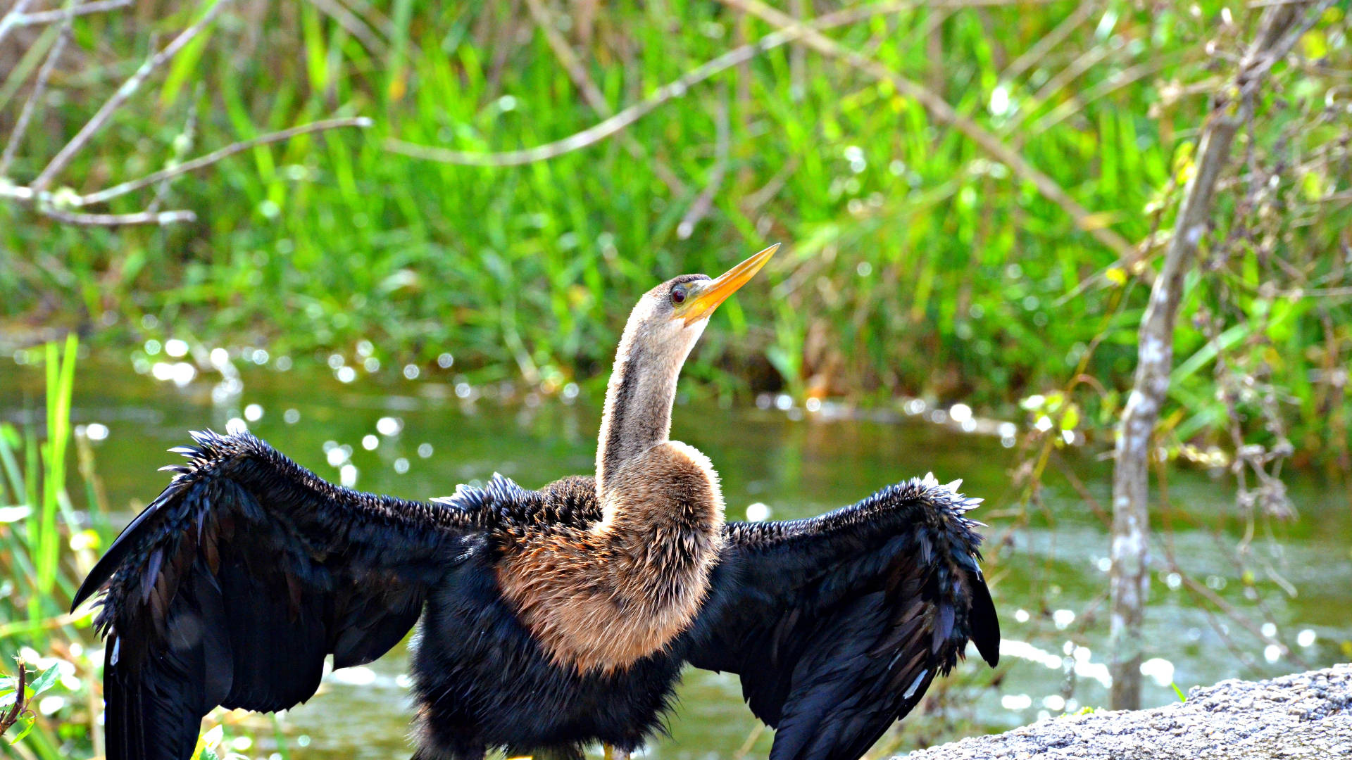 Snakebird Everglades National Park Background