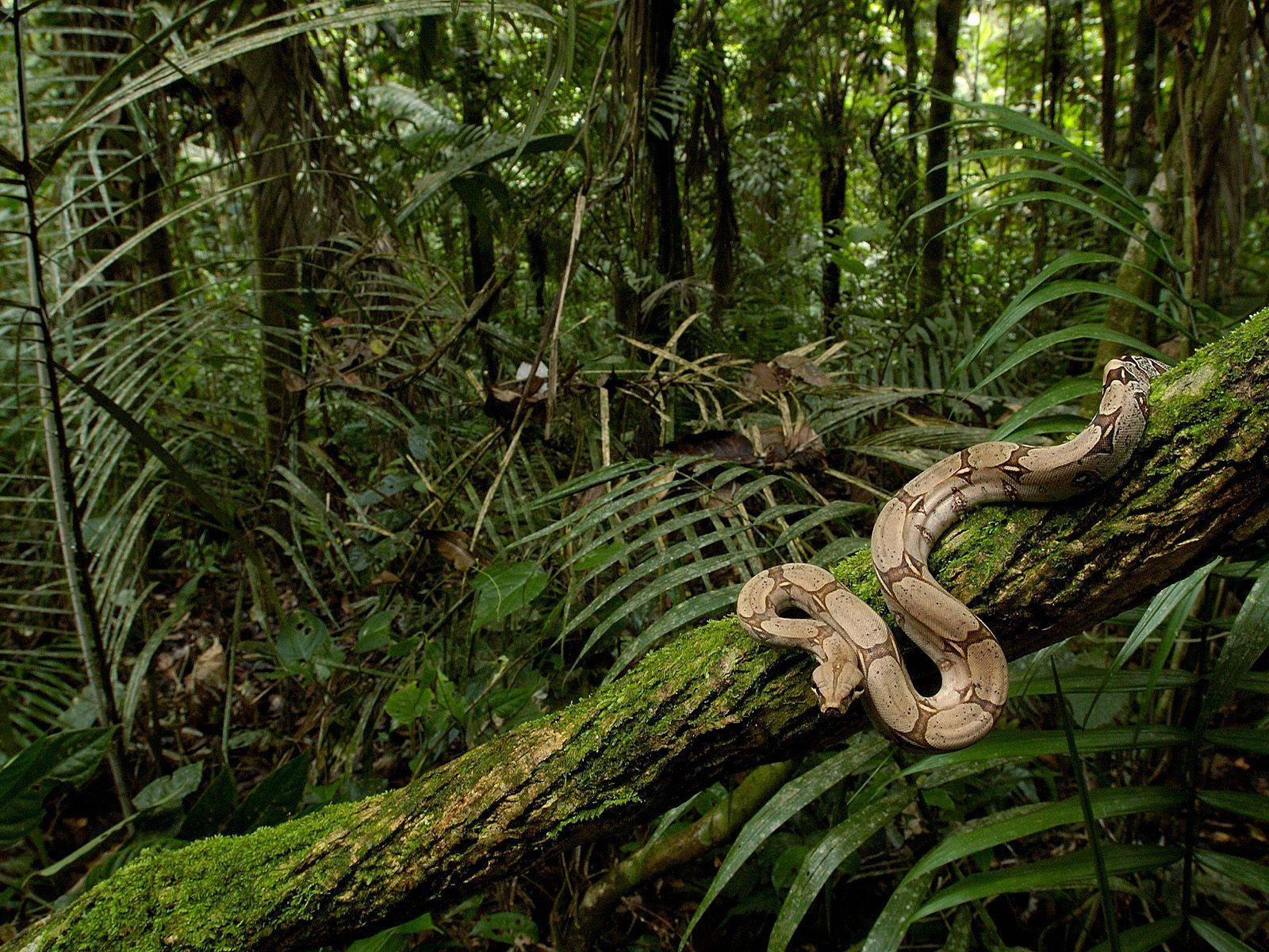 Snakes And Wild Forest Congo