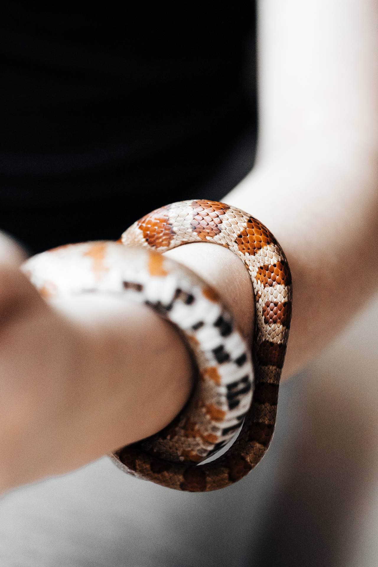Snakes Wrapping Arm Awesome Animal Background