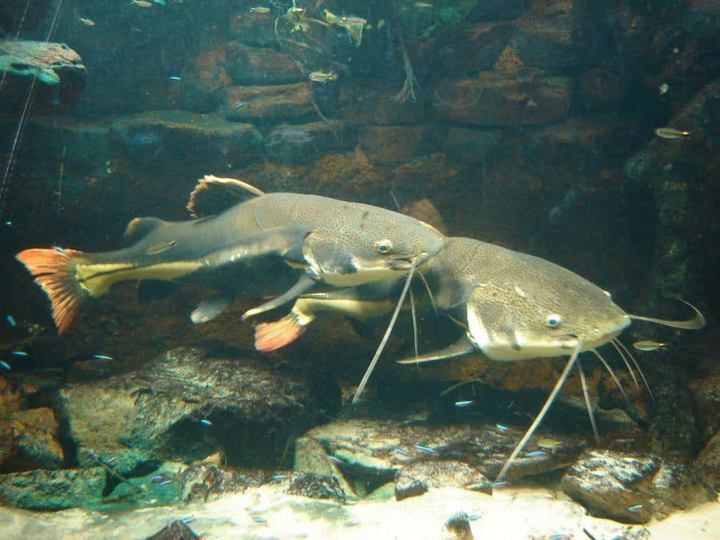 Snap! You Better Get Ready For Some Delicious Dishes When You Have A Catfish. Background