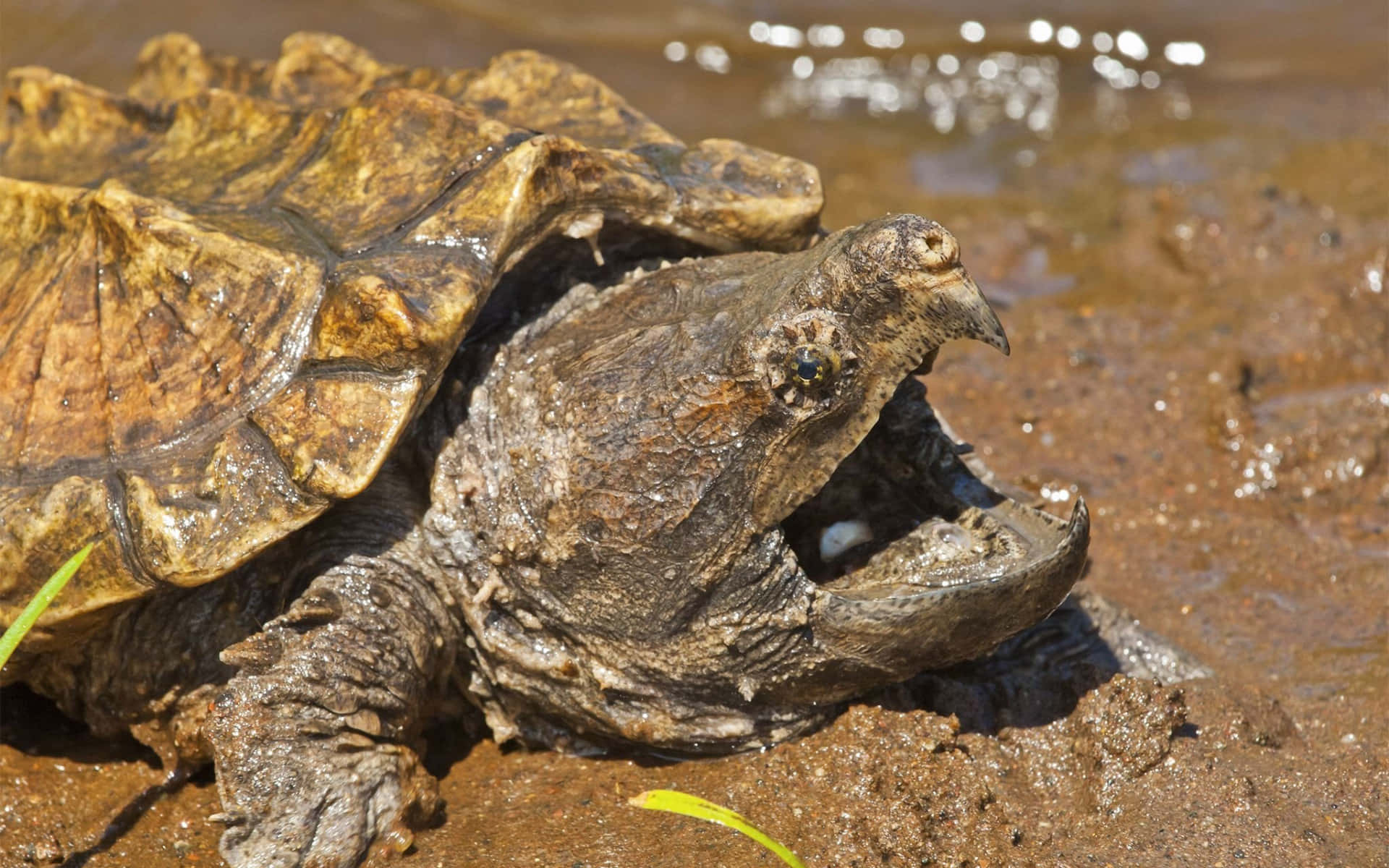 Snapping Turtle Baskingin Mud