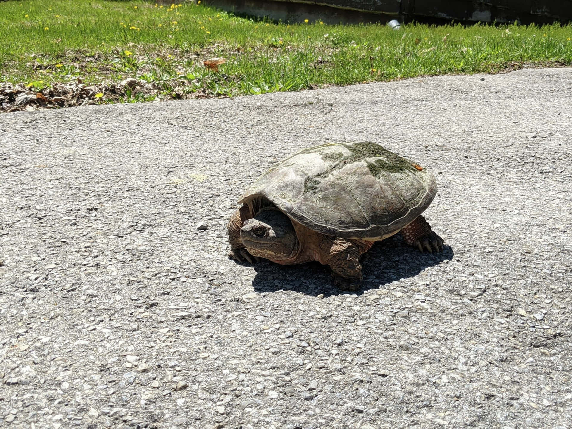 Snapping Turtle Crossing Road.jpg