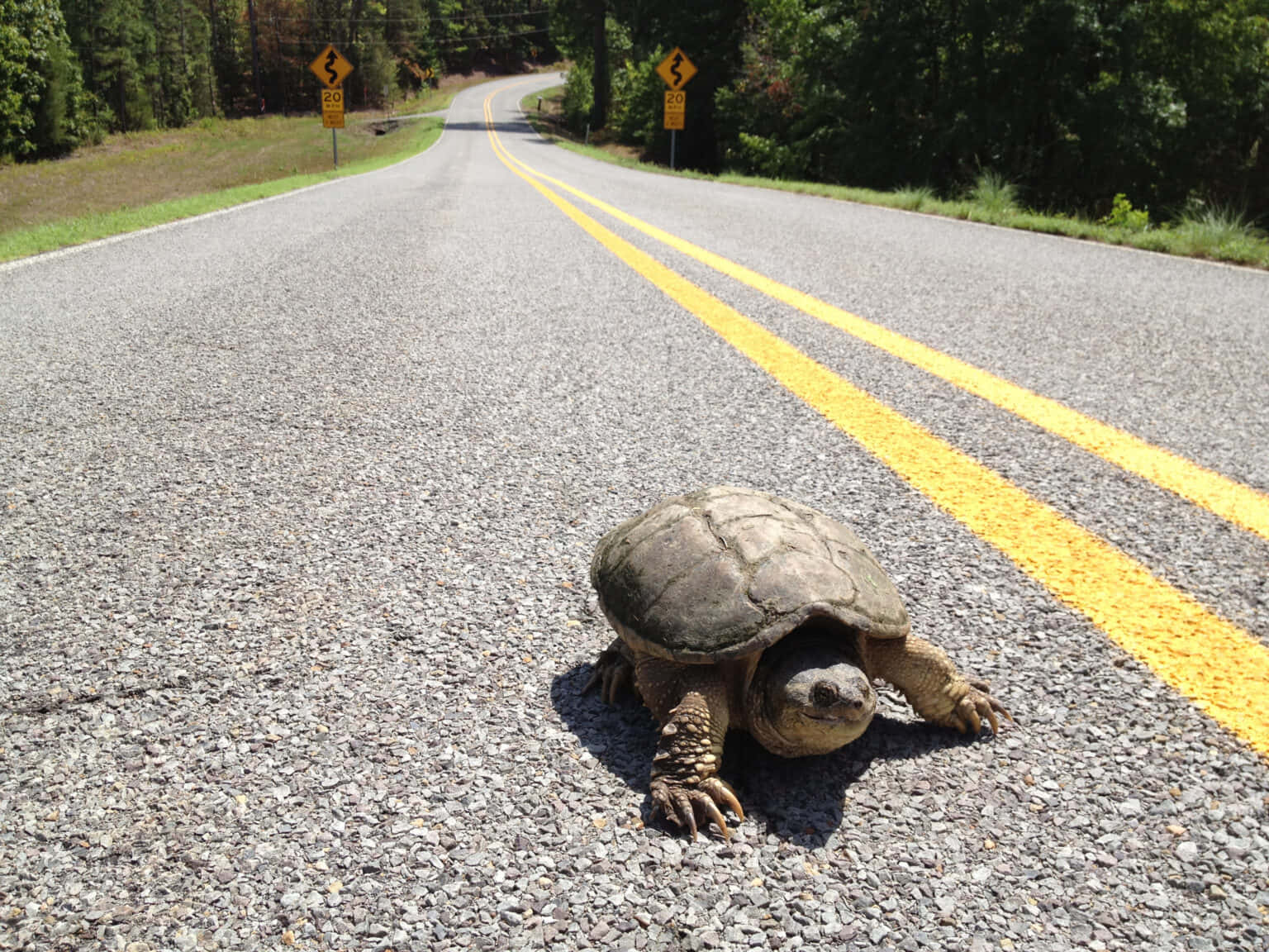 Snapping Turtle Crossing Road.jpg