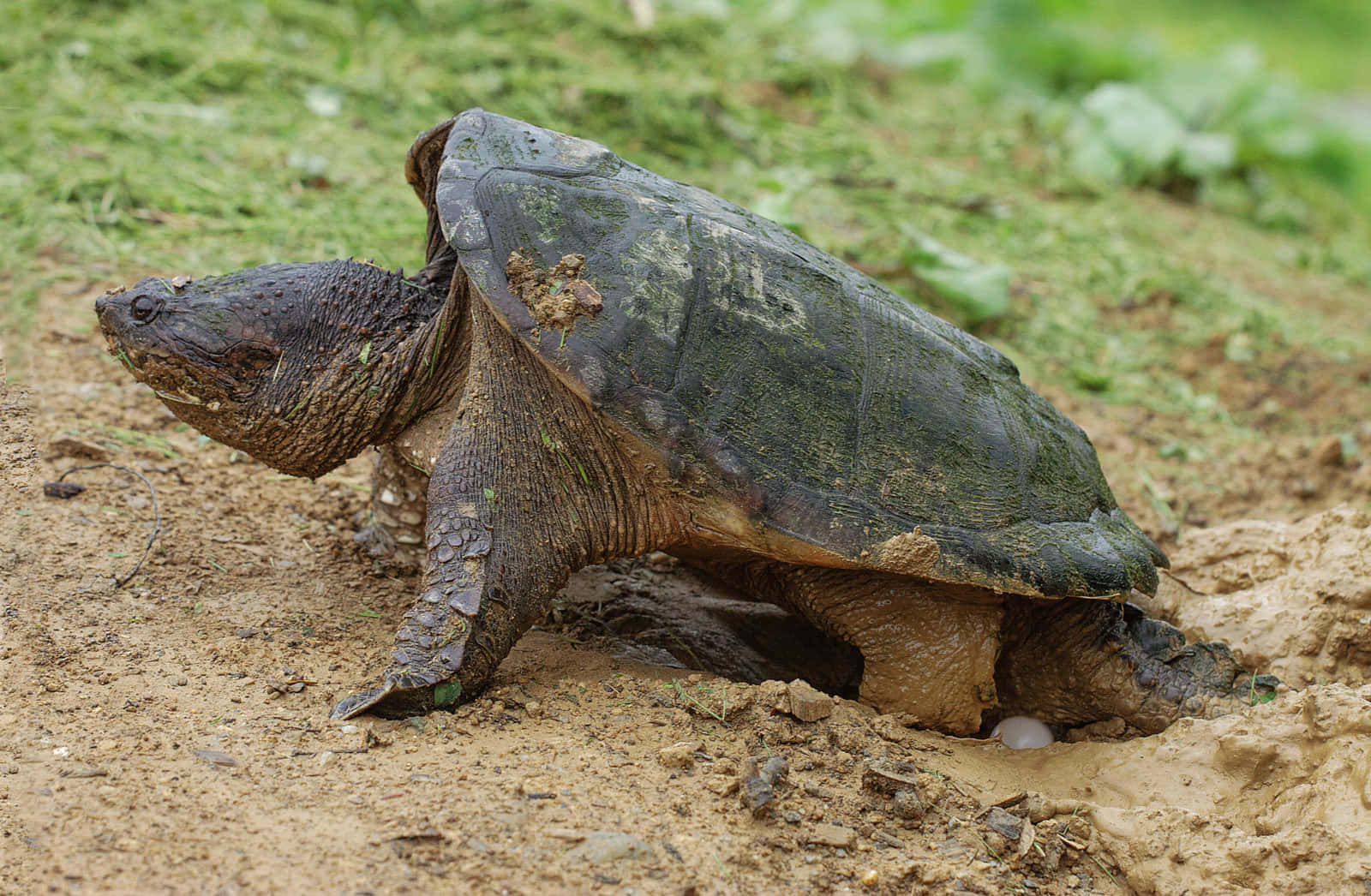 Snapping Turtle Emerging From Burrow.jpg Background