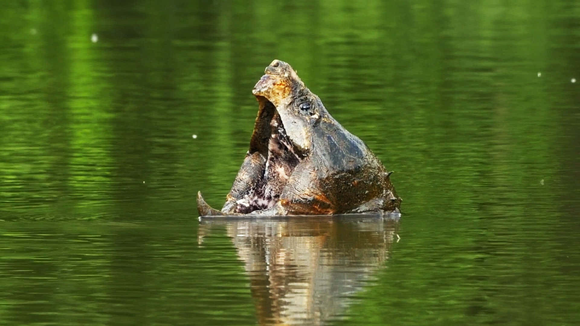 Snapping Turtle Emerging From Water.jpg Background