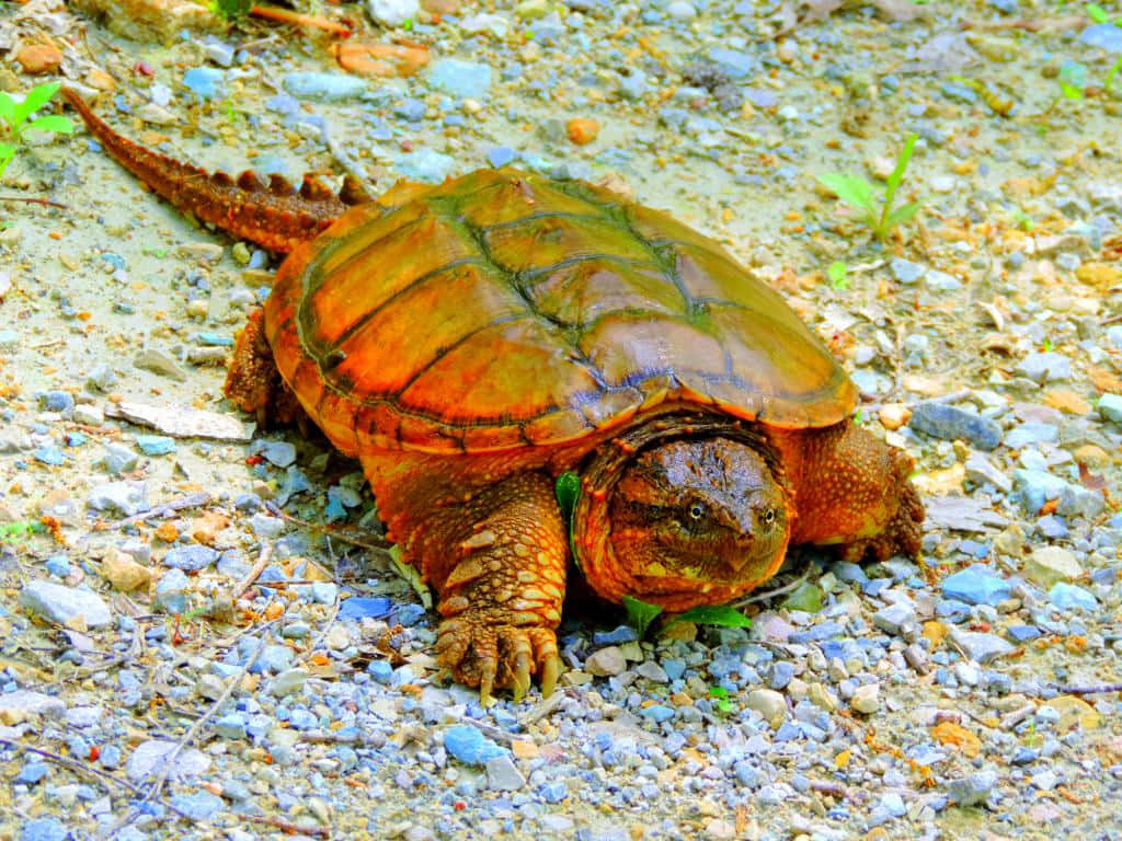 Snapping Turtle On Gravel Path.jpg Background