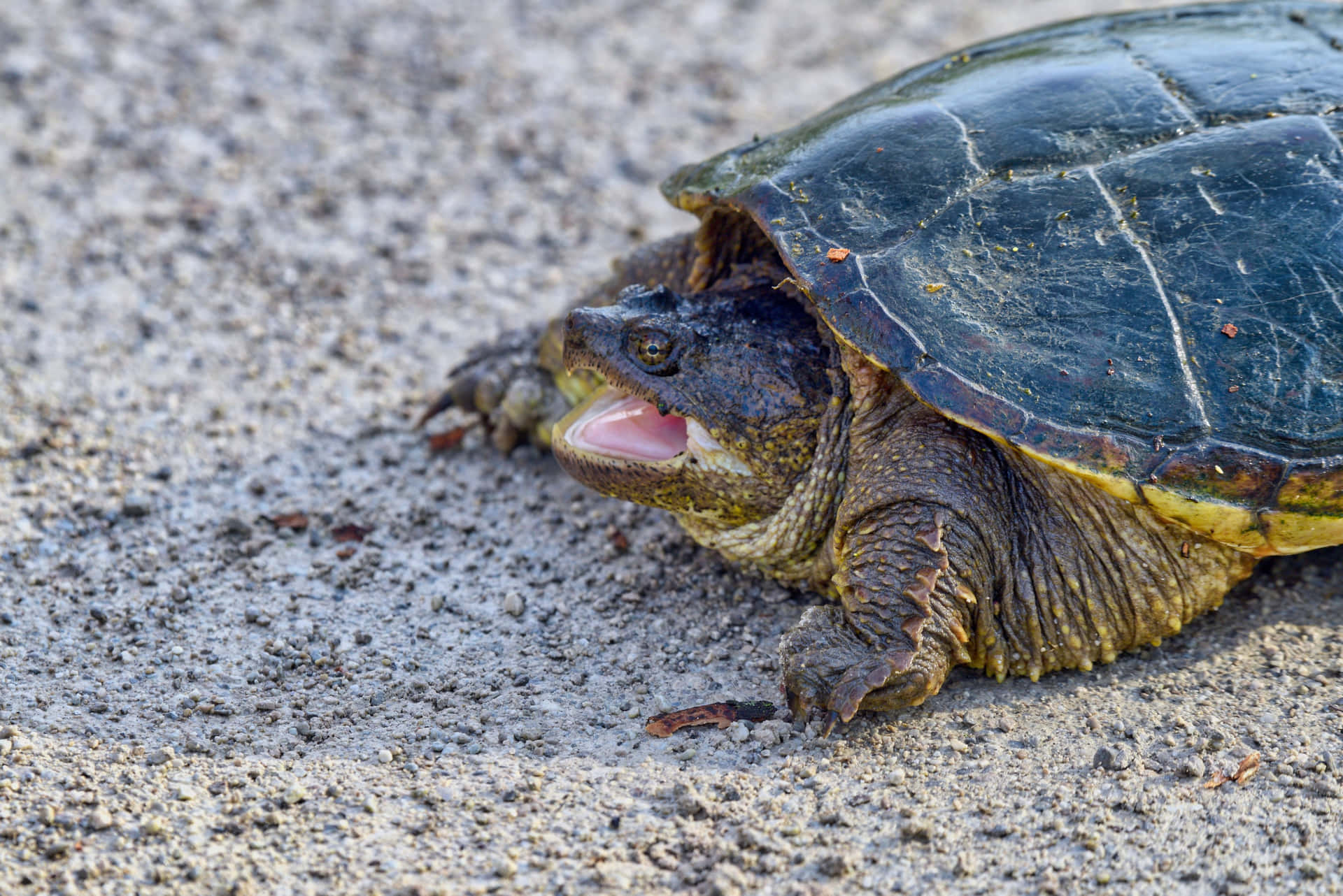 Snapping Turtle On Ground.jpg Background