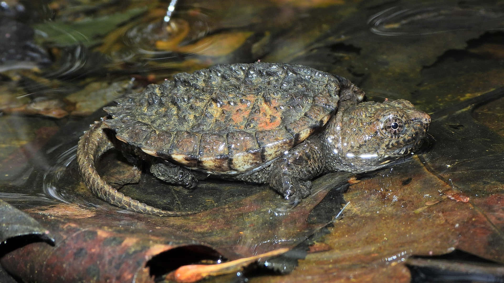 Snapping Turtle On Wet Leaves.jpg