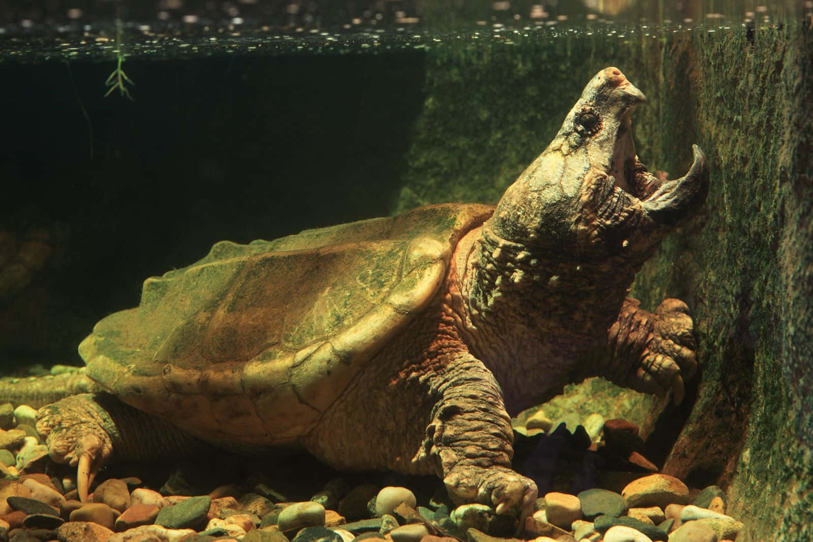 Snapping Turtle Open Mouth