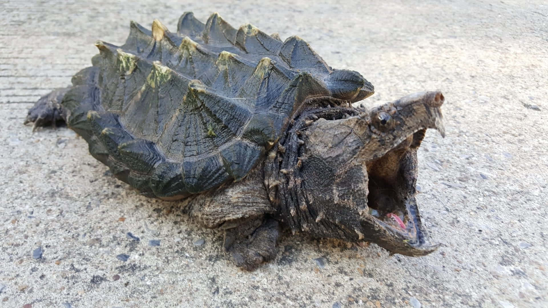 Snapping Turtle Open Mouth Background