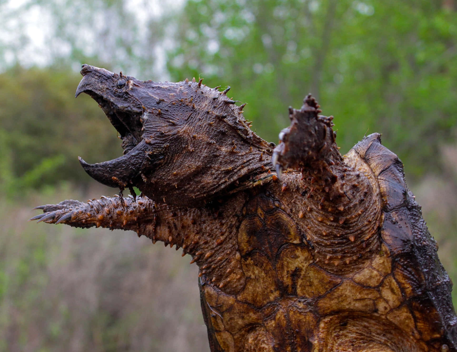 Snapping Turtle Profile View