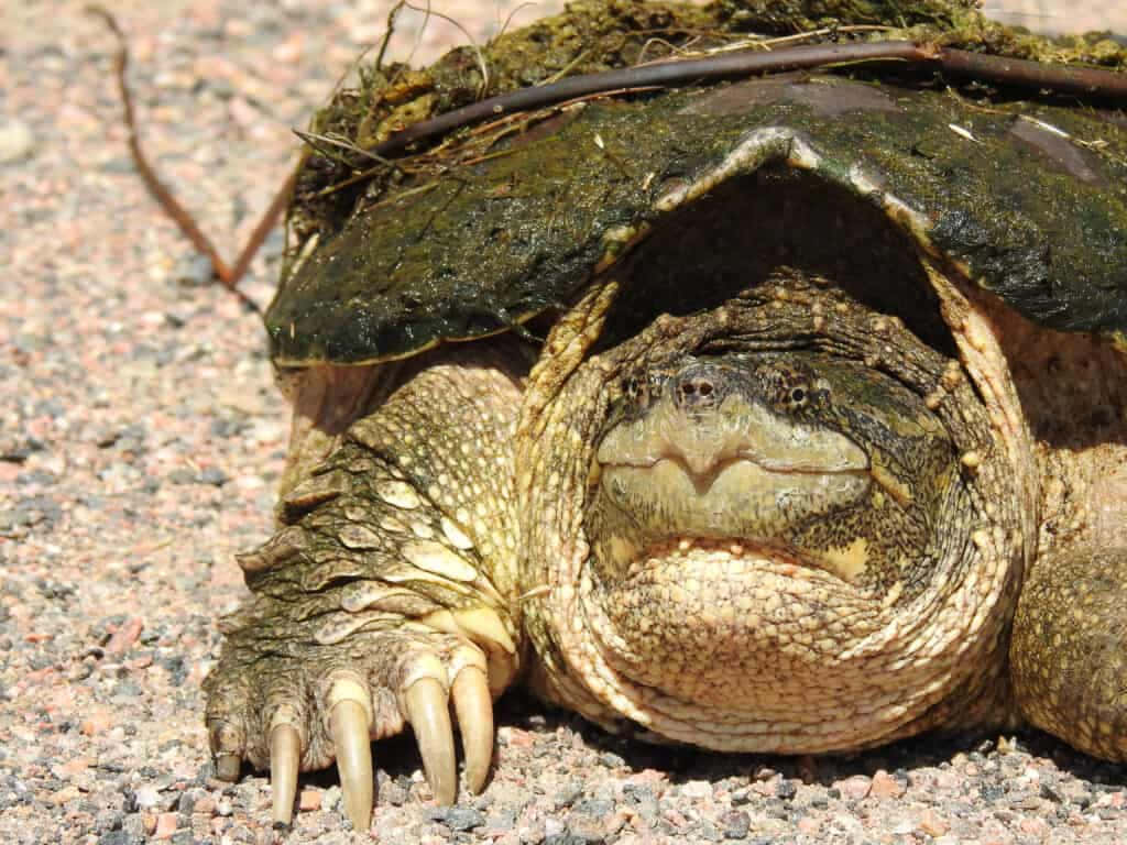 Snapping Turtle Restingon Gravel