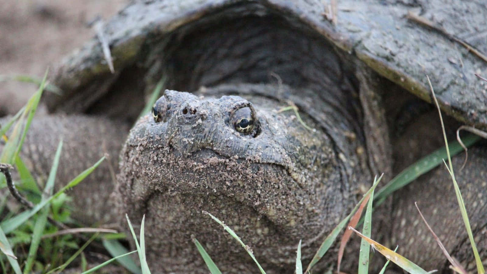 Snapping Turtle Up Close.jpg Background