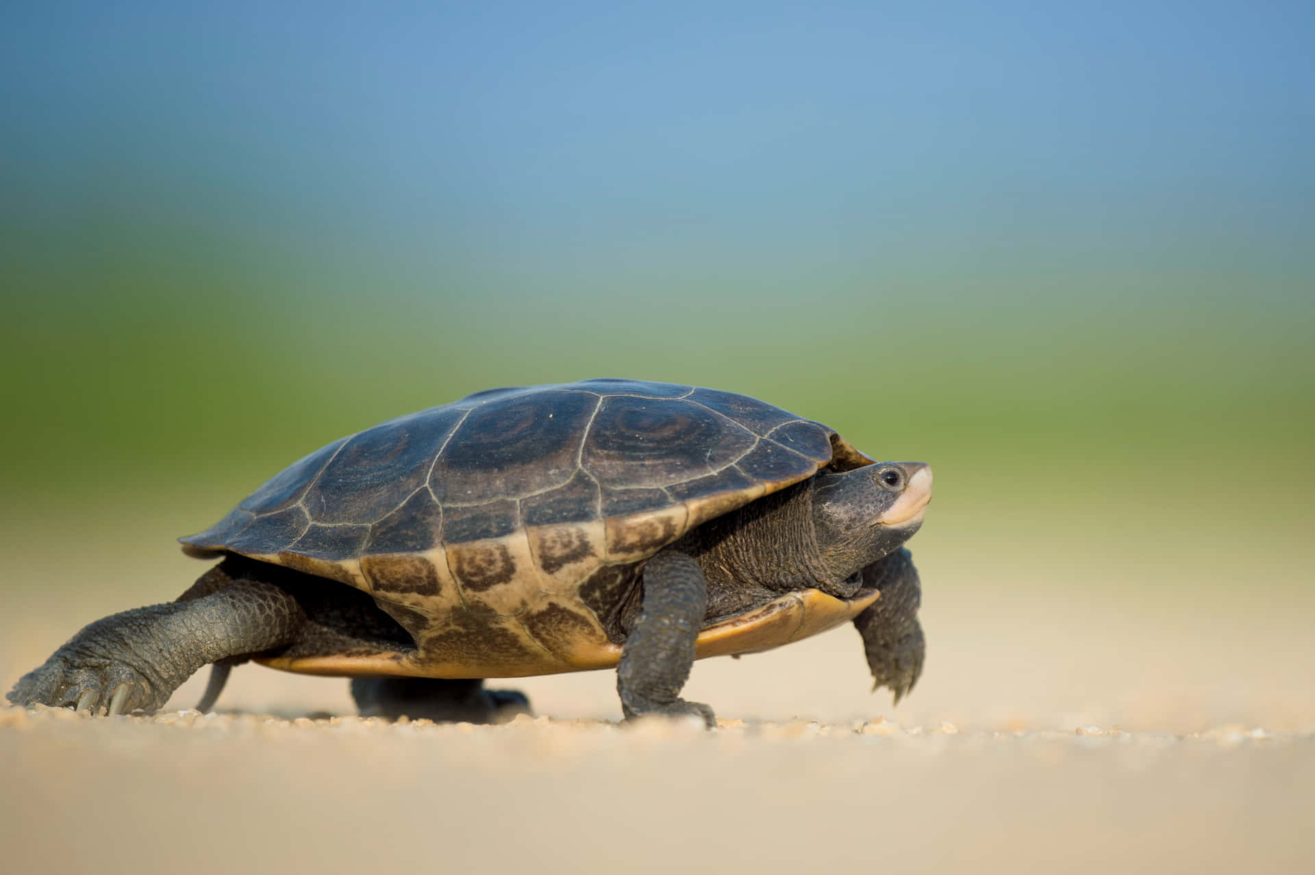 Snapping Turtle Walkingon Sand