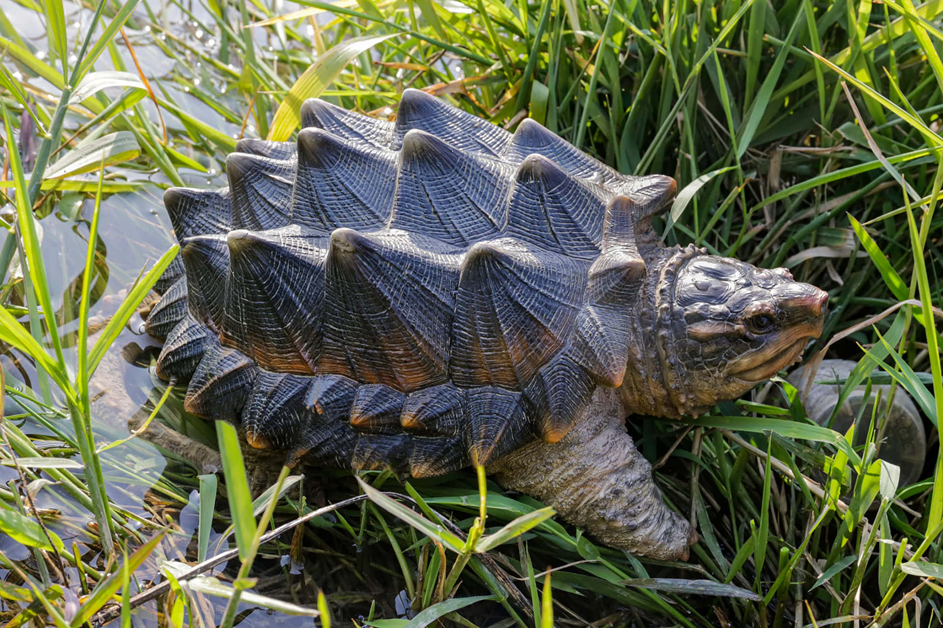 Snapping Turtlein Grass.jpg Background