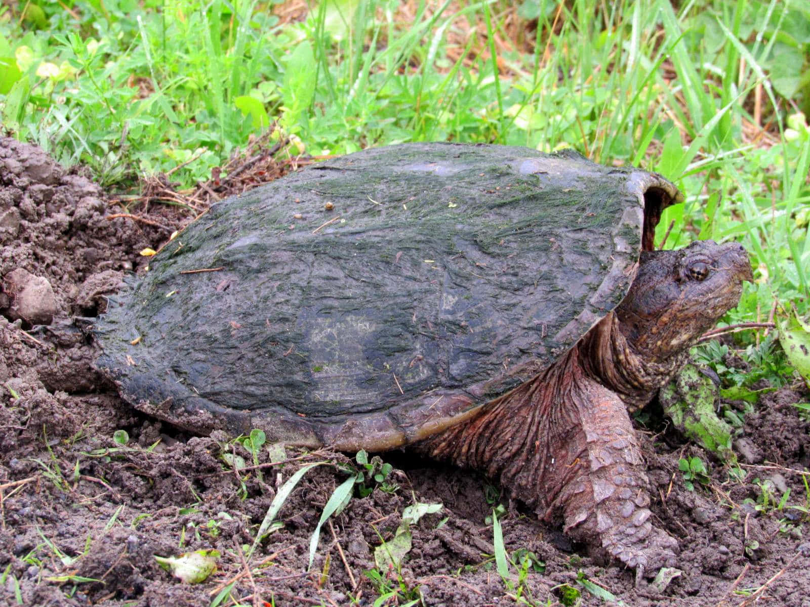 Snapping Turtlein Natural Habitat.jpg Background