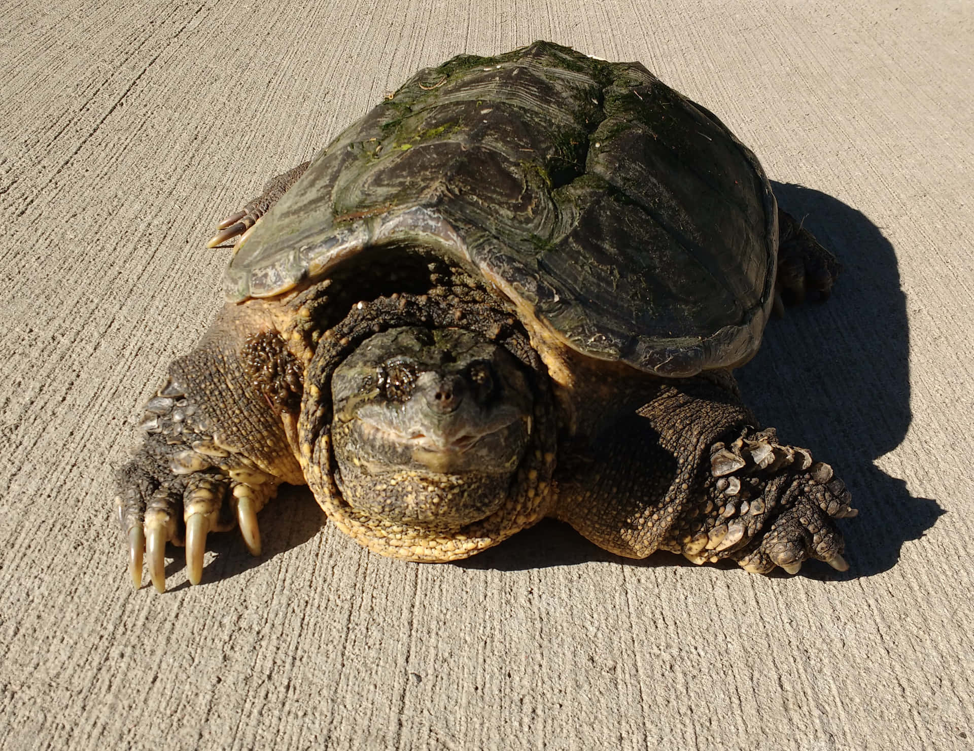 Snapping Turtleon Concrete Background