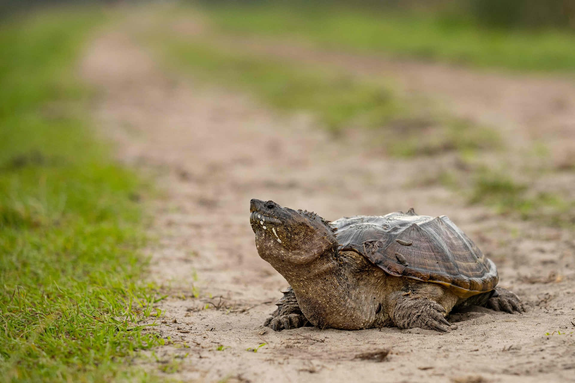 Snapping Turtleon Dirt Path.jpg Background