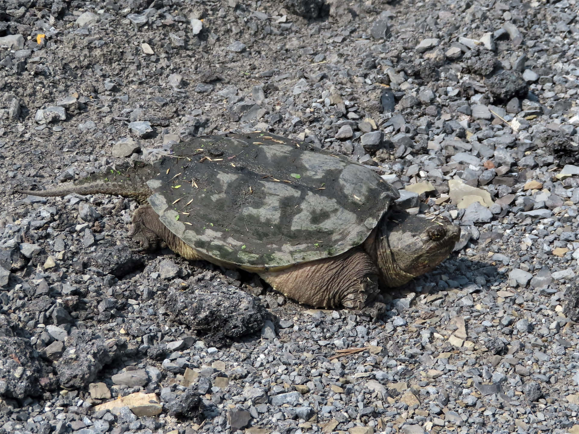 Snapping Turtleon Gravel Background