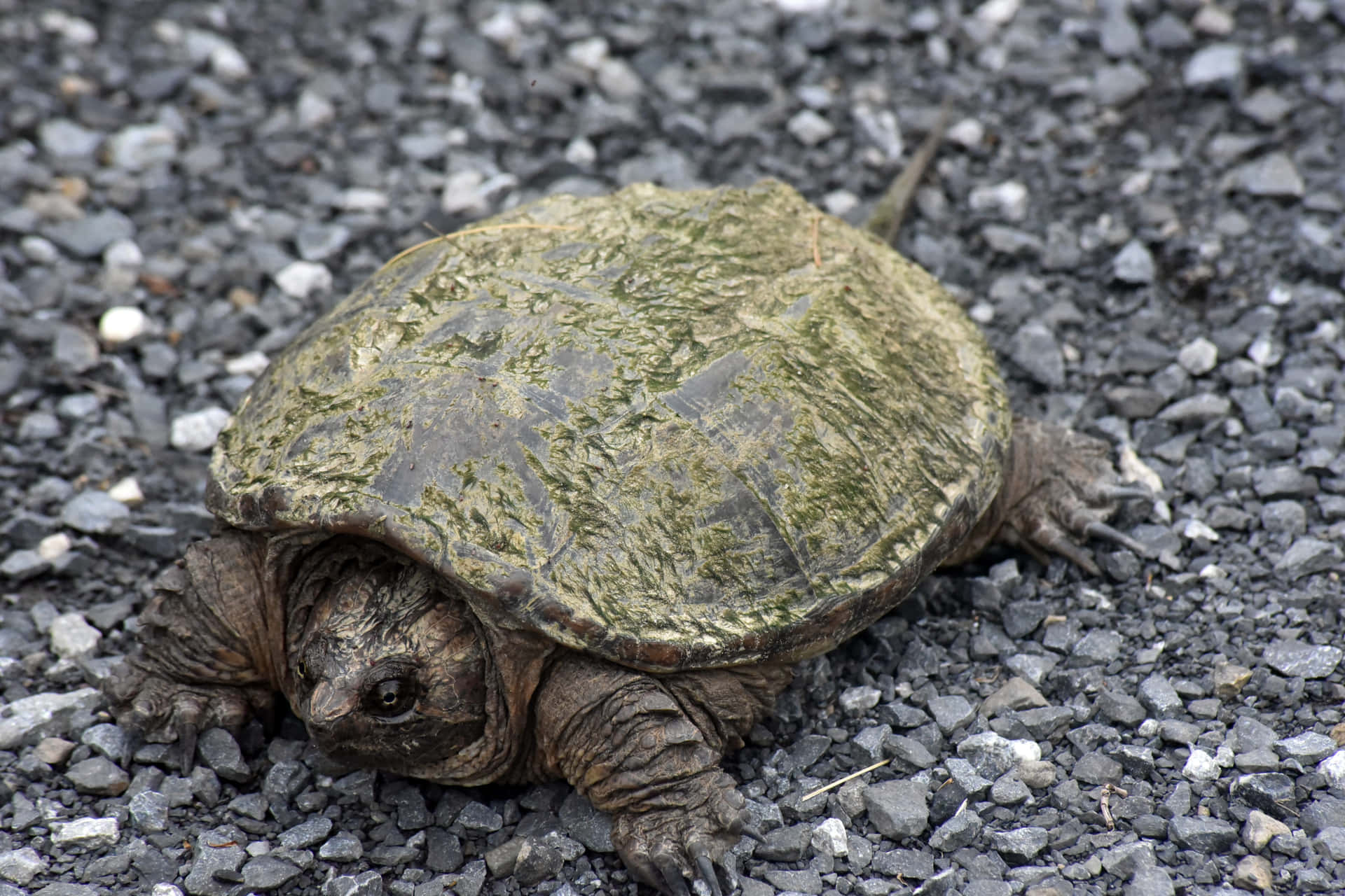 Snapping Turtleon Gravel Road Background