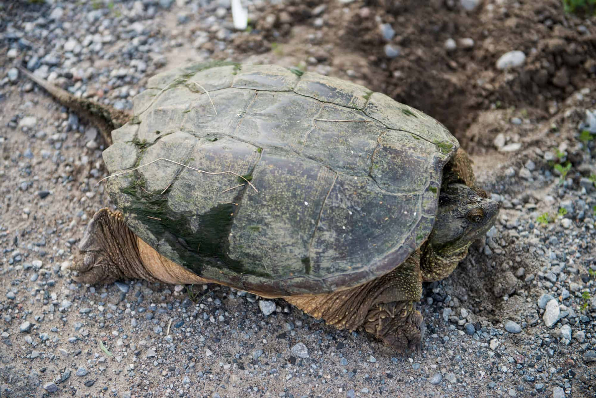 Snapping Turtleon Gravel Road.jpg Background