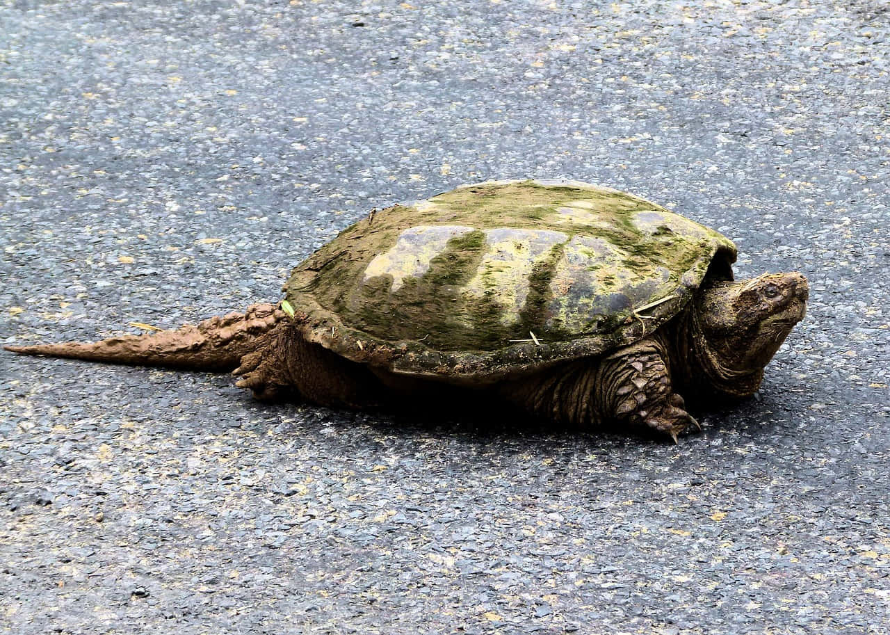 Snapping Turtleon Pavement Background