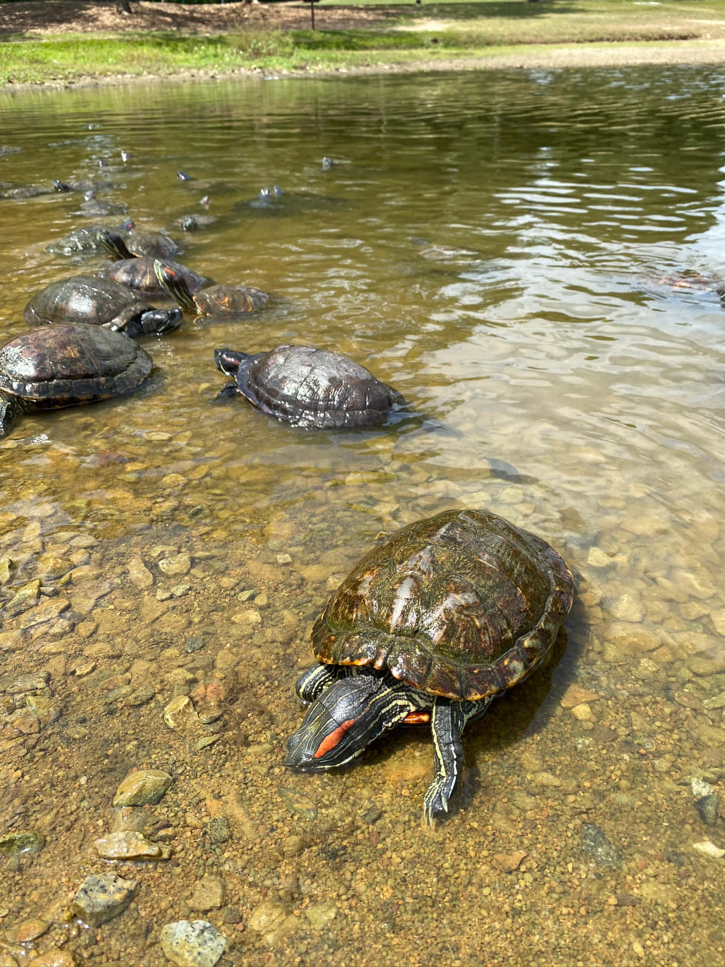 Snapping Turtles Gatheringby Water Background