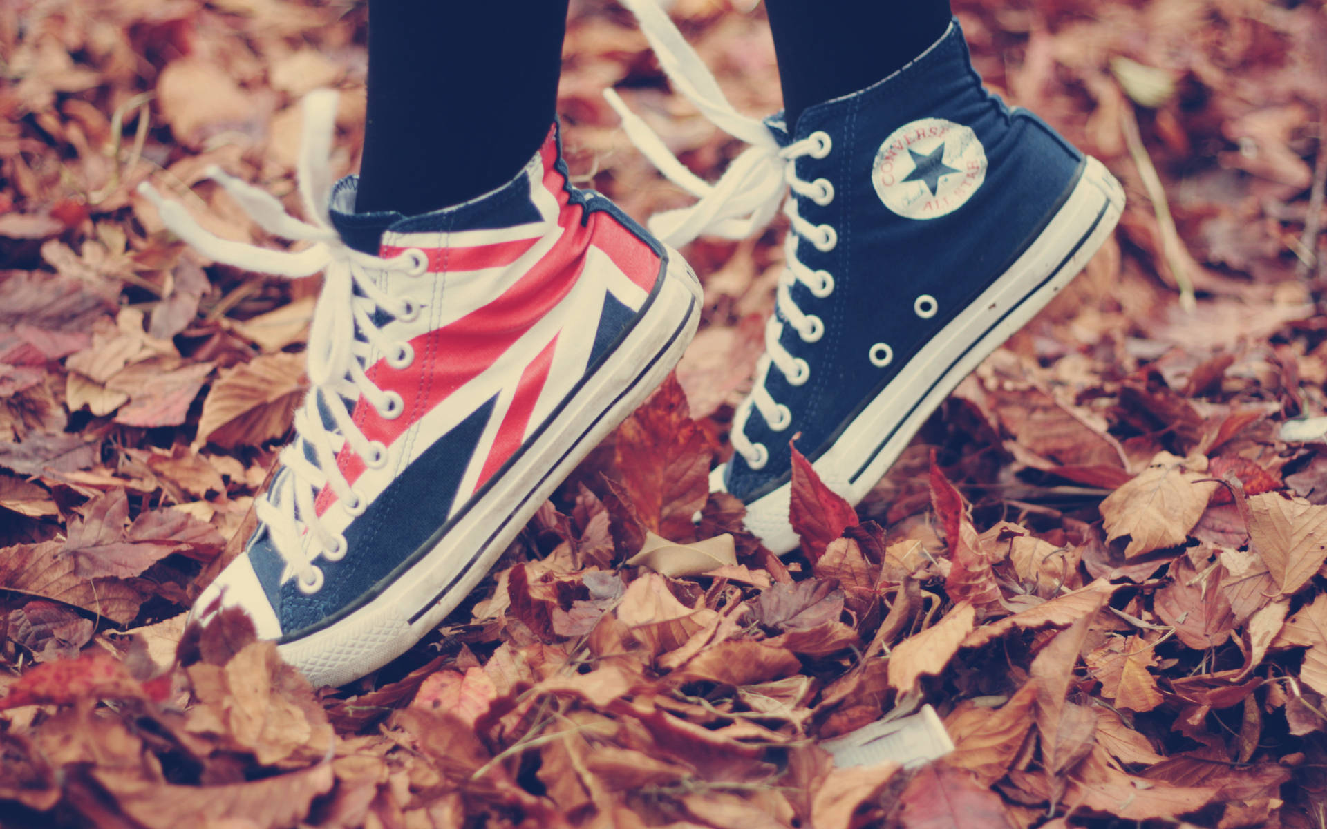 Sneaker Chuck Taylor On Brown Leaves Background