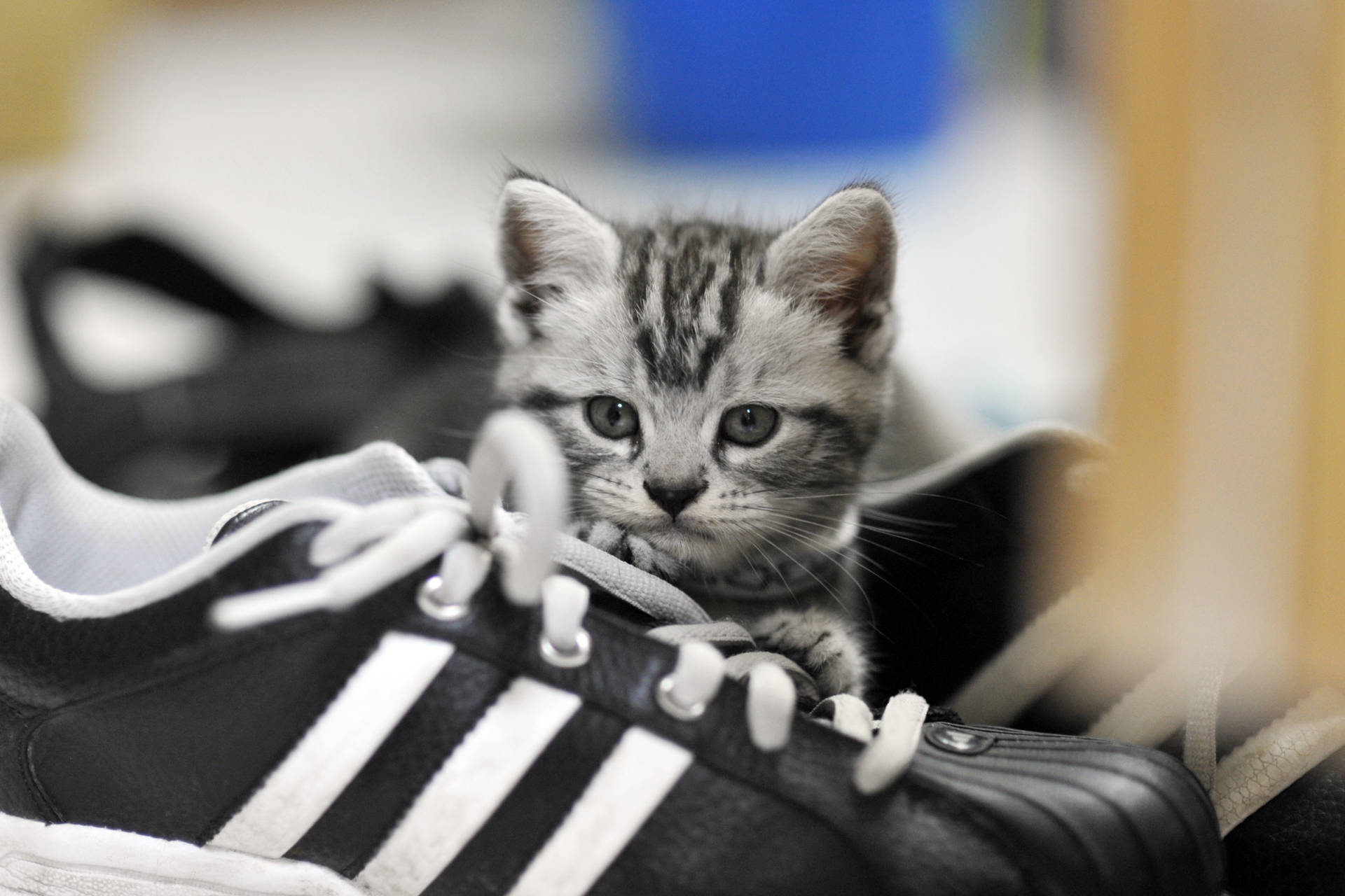 Sneaker Hiding Kitten