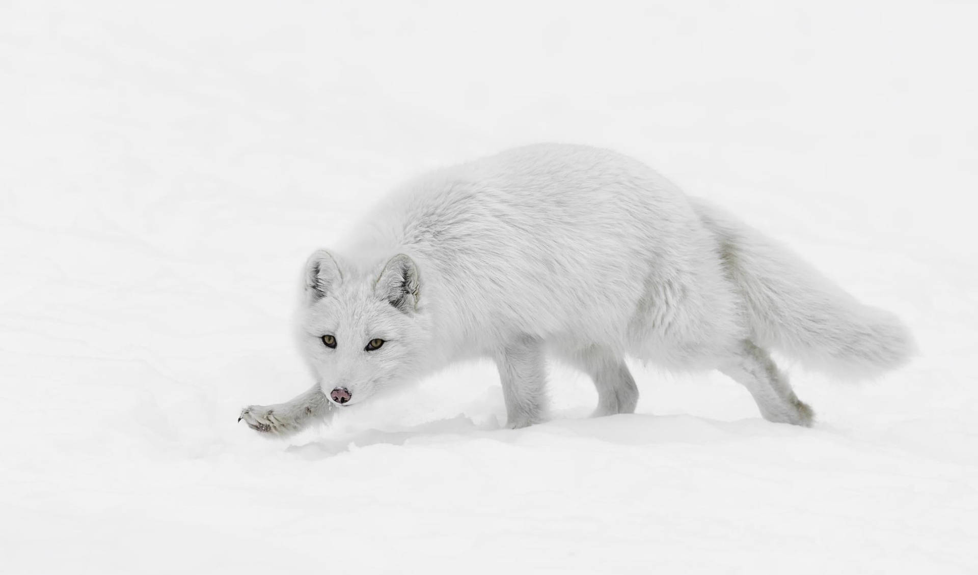 Sneaky Arctic White Fox Background