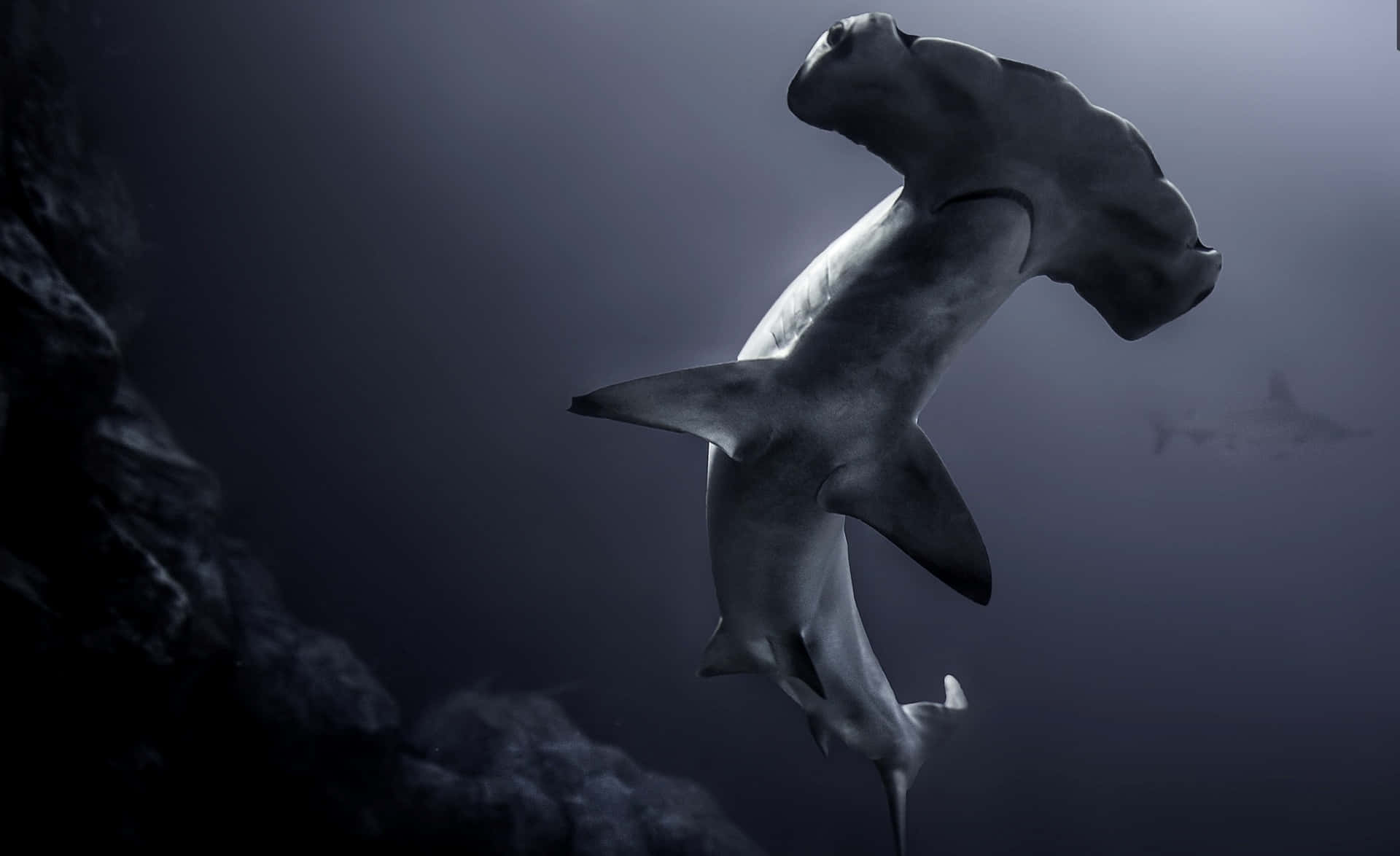 Sneaky Hammerhead Shark Circling In The Ocean Background