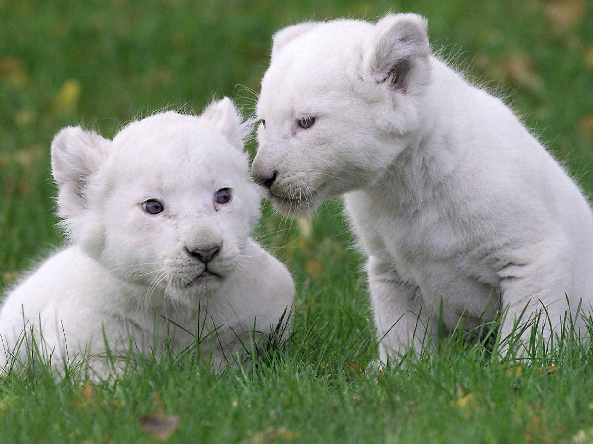 Sniffing White Lion Cub Background