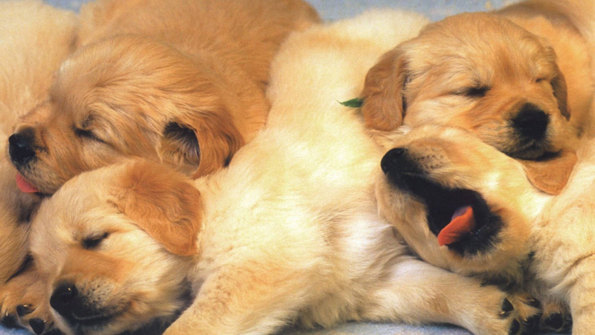 Snoring Puppies Background